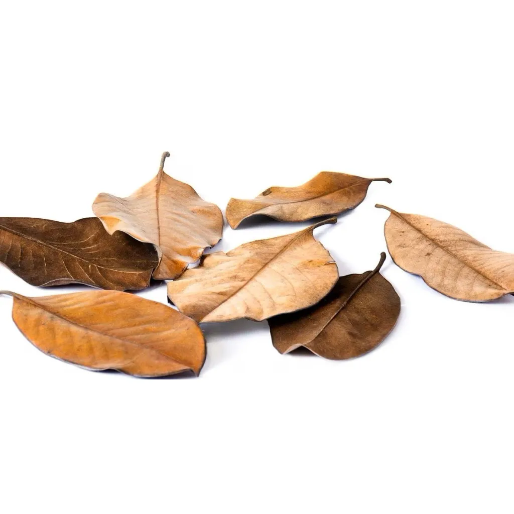 Galapagos Magnolia Leaves for Tropical & Bioactive Habitats (4 qt)