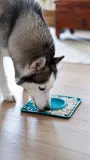 Messy Mutts Framed Spill Resistant Silicone Dog Lick Bowl Mat Enrichment Dog Feeder (9.5" x 9.5", Blue)